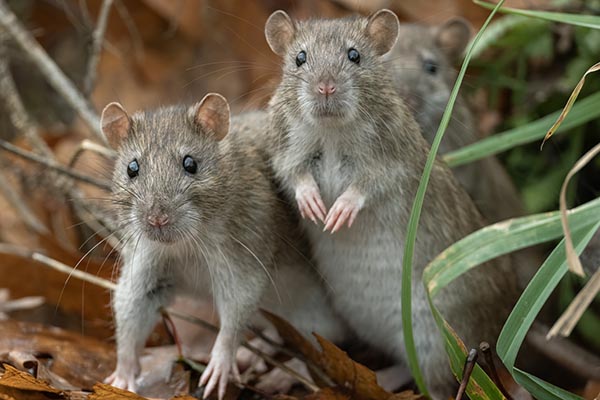 Hantavirus rodents